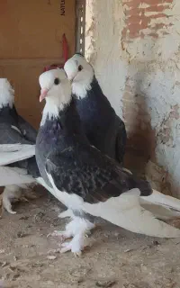 جوجه کبوتر هما سرور