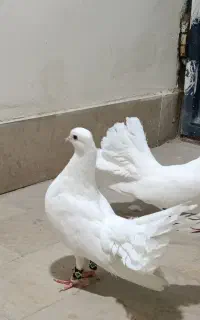 یک جفت نر و ماده
