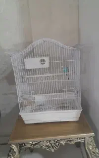 مرغ عشق ماده وقفس و لانه