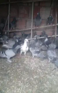 کبوتر دورگ همه باهم