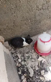 دوعدد خرگوش خانگی نر و ماده باهم فروخته میشود