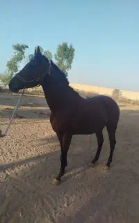 اسب تروبرد