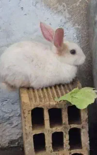 خرگوش سفید