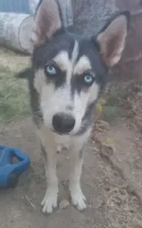 سگ هاسگی
