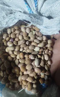 لوبیا چیتی