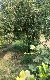 باغ ویلا ۶۷۰متر