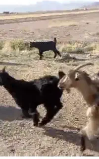 بزوکهره