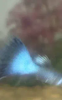 گوپی بلو مسکو مولد نر ماده