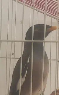 مرغ مینا