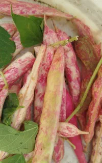 لوبیا چیتی تازه