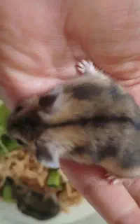 همستر زیبا وبازیگوش