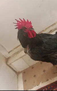 فروش خروس