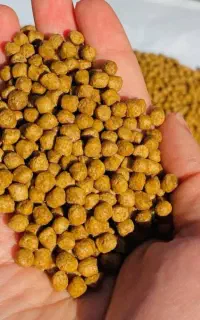 غذای ماهی گرم ابی و سردابی
