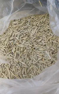جو شانه ای