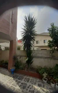 فروش گل یوکا بونسا