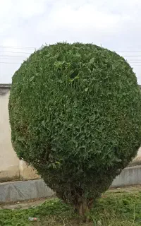 اراعه انواع کار باغبانی