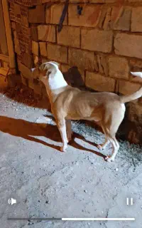 سگ نگهبان اصیل 8ماهشه