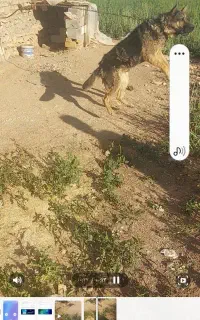 سگ ژرمن شپر