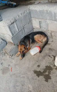 سگ ژرمن