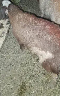 بره ماده