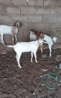 فروش کهره