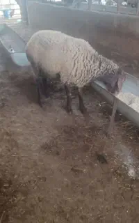 گوسفند نر تخمی بره