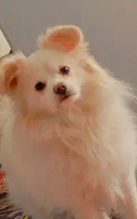 سگ پامر