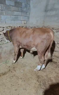 گوساله.نر