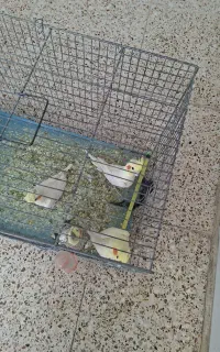 عروس هلندی