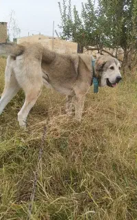 سگ پژدر
