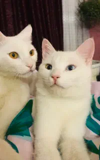 واگذاری رایگان گربه