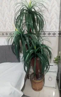نخل مصنوعی.