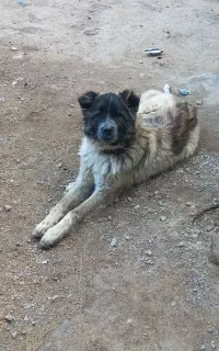 واگذاری توله نر قدیرجونی