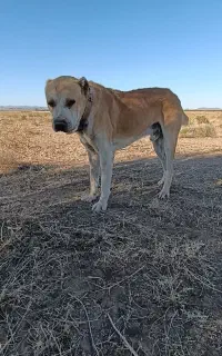 سگ گله ای