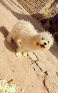 سگ پشمالو