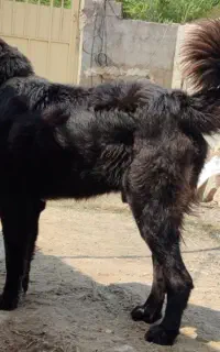 سگ نگهبان