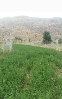 ۸۶۰ متری بر اصلی آسفالت تنگه واشی