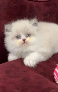توله گربه پرشین سوپر فلت