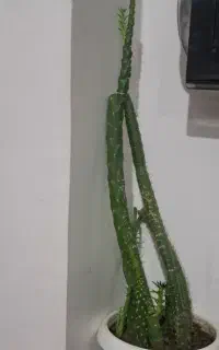 گل کاکتوس