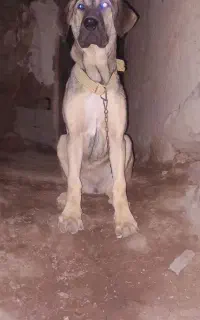 سگ پژدر