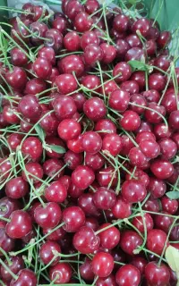 آلبالو اتریشی درجه یک