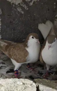 کفتر همه به شرط تضمینی