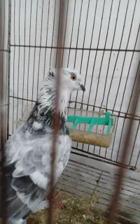 *کبوتر پرشی*