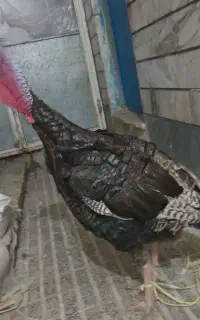 بوقلمون برنز انگلیسی جوان سرحال