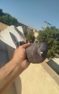کبوتر