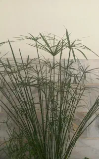 گل نخل مرداب
