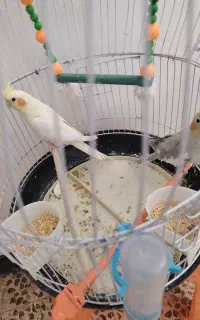 یک جفت عروس هلندی