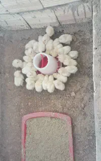 جوجه ارسال به سراسر کشور