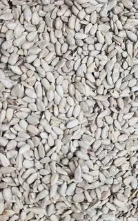 مغز آفتابگردان