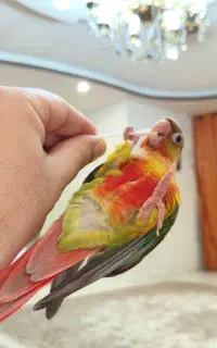 طوطی گرینچیک گمشده